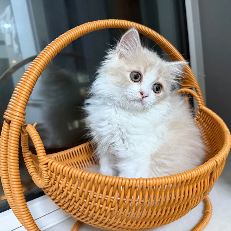 Indoor Hanging Cat Hammock Bed with Support Bracket