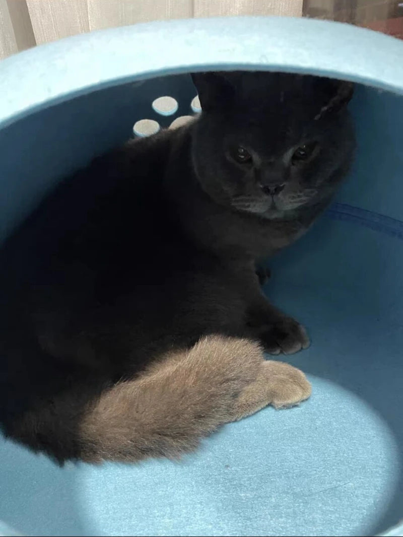 Breathable Felt Cat Cave Bed with Removable Cushion